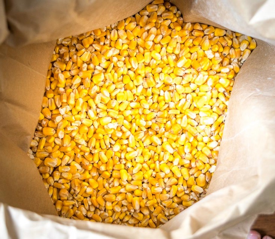 Yellow Maize from Kenya
